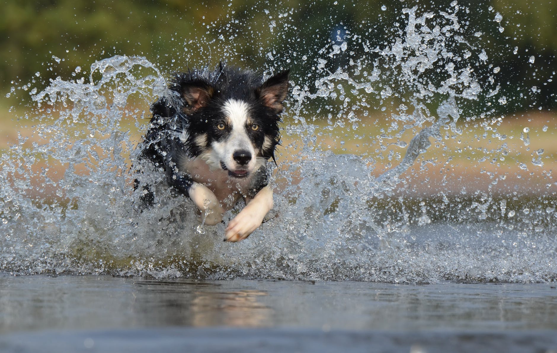 black white long coated dog dashing trough through body of water